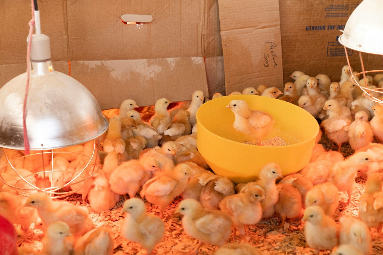poultry farm
