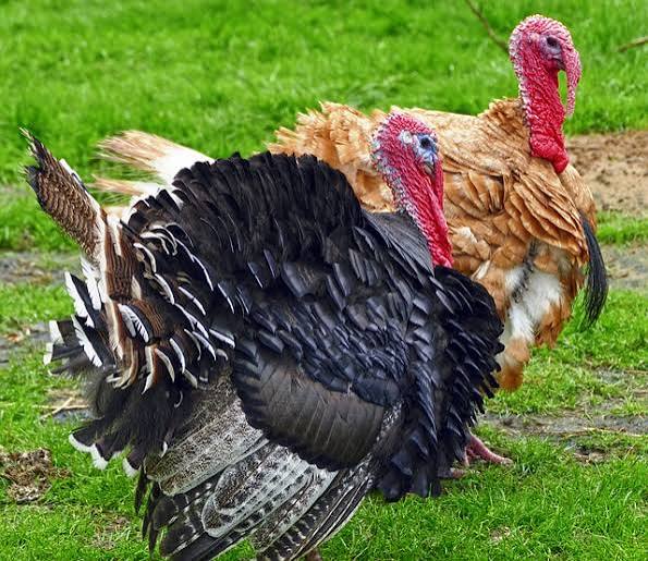 Practical Turkey Farming