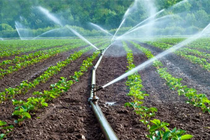 Setting Up Drip Irrigation System