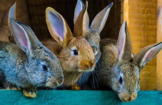 Practical Rabbit Farming