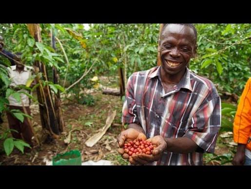 Profitable Coffee Farming in Uganda