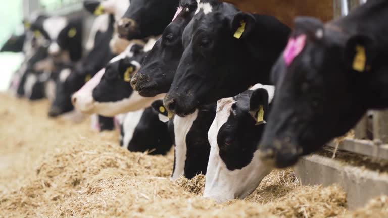 Dairy Cattle Health & Milk Yield