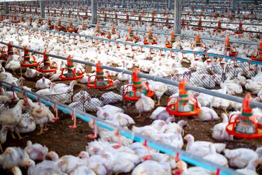 Modern Poultry Management for Small Farms
